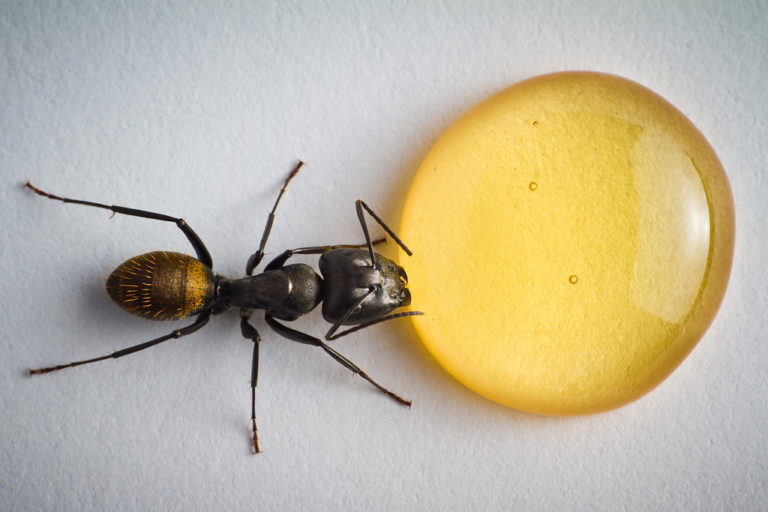 Content image for apakah madu asli disemutin