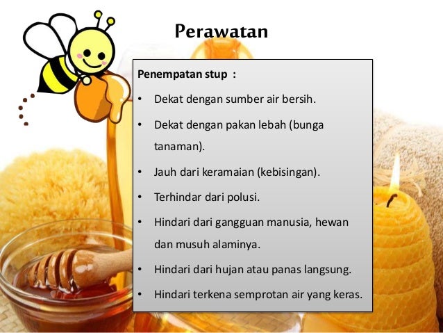 Content image for Budidaya Lebah Madu