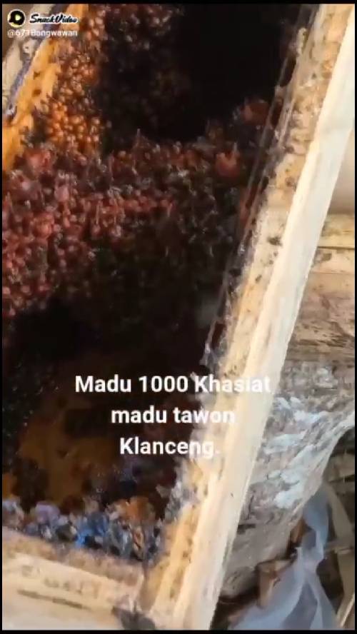Content image for Madu Klanceng Adalah