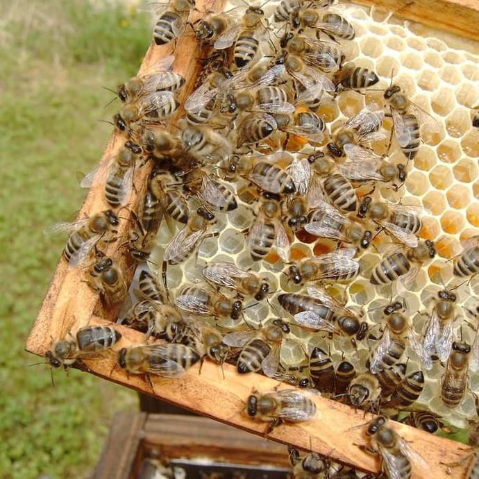 Content image for Peternak Lebah Apis Mellifera